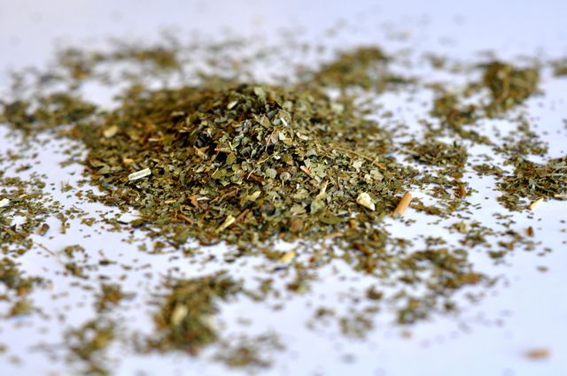 Sassafras Leaf